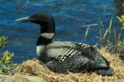 State Symbol: Minnesota State Bird: Common Loon 