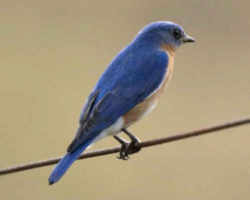 State Symbol: New York State Bird - Bluebird