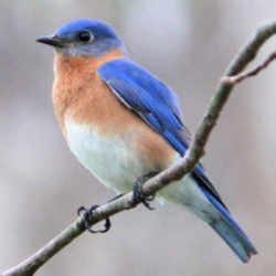 State Symbol: New York State Bird - Bluebird