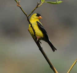 State Symbol: Iowa State Bird: Eastern Goldfinch (Wild Canary)