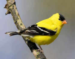 State Symbol: Iowa State Bird: Eastern Goldfinch (Wild Canary)