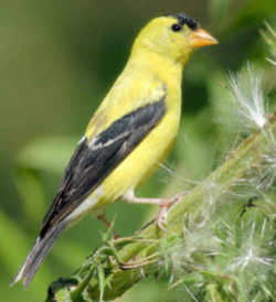 State Symbol:New Jersey State Bird - Eastern Goldfinch