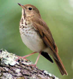 State symbol: Hermit Thrush - Vermont State Bird