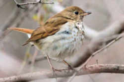 State symbol: Hermit Thrush - Vermont State Bird