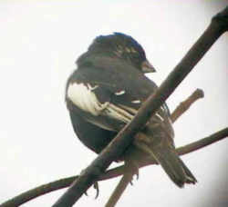 State Symbol: Colorado State Bird: Lark Bunting - Large sparrow