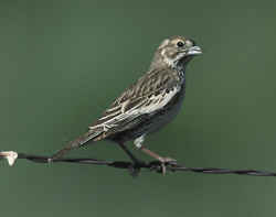 Colorado State Bird: Lark Bunting - Large sparrow