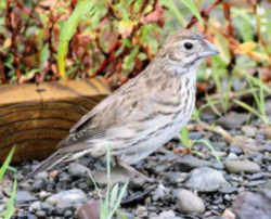 State Symbol: Colorado State Bird: Lark Bunting - Large sparrow