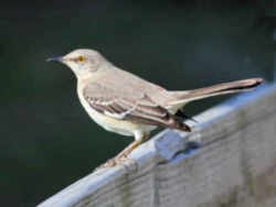 State Symbol: Arkansas State Bird: Northern Mockingbird