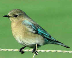 State Symbol: Idaho State Bird: Mountain Bluebird