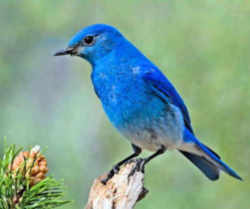 State Symbol: Idaho State Bird: Mountain Bluebird