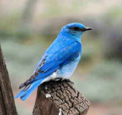 State Symbol: Nevada State Bird - Mountain Bluebird