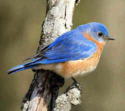 State Symbol: Missouri State Bird - Bluebird