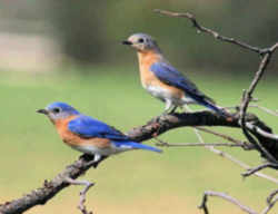 State Symbol: Missouri State Bird - Bluebird