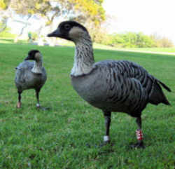 State Symbol: Hawaii State Bird: Nene (Hawaiian Goose)