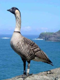 State Symbol: Hawaii State Bird: Nene (Hawaiian Goose)
