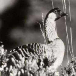 State Symbol: Hawaii State Bird: Nene (Hawaiian Goose)