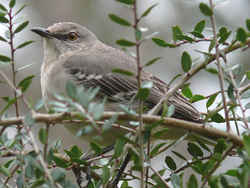 Arkansas State Bird: Northern Mockingbird