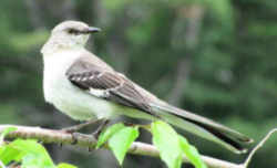 State Symbol: Arkansas State Bird: Northern Mockingbird