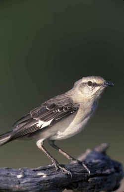 State Symbol: Florida State Bird: Northern Mockingbird