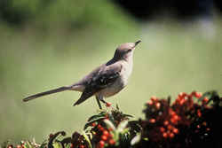 State Symbol: Florida State Bird: Northern Mockingbird