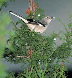 State Symbol: Mississippi State Bird - Mockingbird 