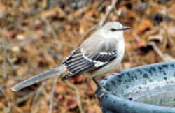 State Symbol: Mississippi State Bird - Mockingbird 