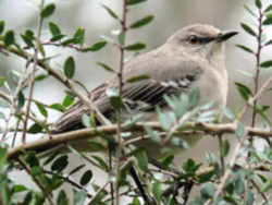 State Symbol: Tennessee State Bird - Mockingbird