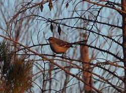 State Symbol: Texas State Bird - Mockingbird