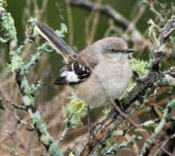 State Symbol: Texas State Bird - Mockingbird