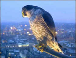 State Symbol: Idaho State Raptor: Peregrine Falcon