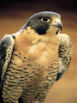 State Symbol: Peregrine Falcon ( Duck Hawk, Great-footed Hawk, and Wandering Falcon) : Idaho State Raptor