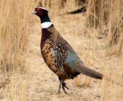 State Symbol: South Dakota State Bird - Ring-Necked Pheasant 