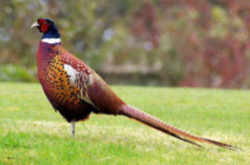 State Symbol: South Dakota State Bird - Ring-Necked Pheasant 