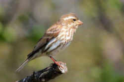 State Symbol:New Hampshire State Bird - Purple Finch