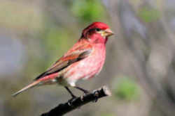 State Symbol: New Hampshire State Bird - Purple Finch