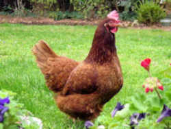 State Symbol: Rhode Island State Bird: Rhode Island Red Hen