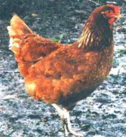 State Symbol: Rhode Island State Bird: Rhode Island Red Hen