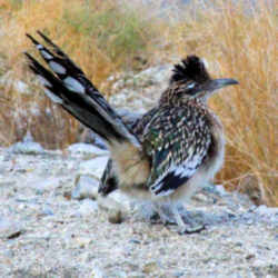 State Symbol: New Mexico State Bird - Roadrunner or Chaparral Bird