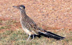 State Symbol: New Mexico State Bird - Roadrunner or Chaparral Bird