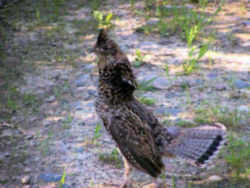 State Symbol: Pennsylvania State Game Bird - Ruffed Grouse