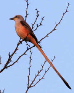 State Symbol: Oklahoma State Bird - Scissor-tailed Flycatcher 