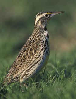 State Symbol: Montana State Bird - Western Meadowlark