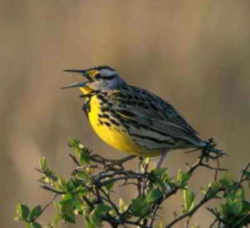 State Symbol: Montana State Bird - Western Meadowlark
