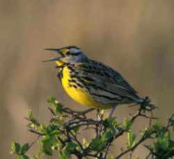 State Symbol: Montana State Bird - Western Meadowlark