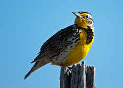 North Dakota State Bird - Western Meadowlark