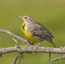 State Symbol: North Dakota State Bird - Western Meadowlark