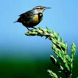 State Symbol: Nebraska State Bird - Western Meadowlark