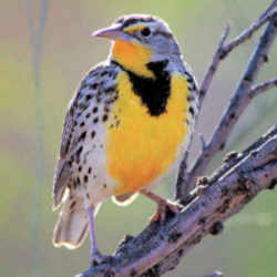 State Symbol: Nebraska State Bird - Western Meadowlark