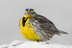 Oregon State Bird - Western Meadowlark