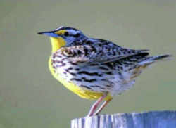 State Symbol: Oregon State Bird - Western Meadowlark